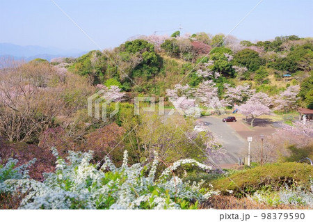 徳島県　桜の咲く眉山公園 98379590