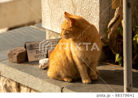 Ginger cat in Plovdiv, Bulgaria, roman amphitheatre Ginger cat in Plovdiv, Bulgaria, roman amphitheatre 98379641