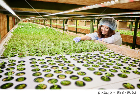Joyful woman leaning on shelving and smiling while looking at green potted plants. Female gardener wearing sterile gloves and disposable cap while working in greenhouse. 98379662