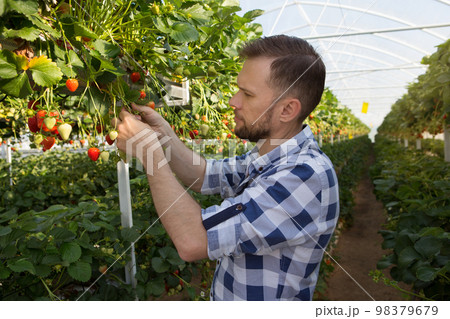 Farmer man working in a greenhouse, growing strawberries 98379679