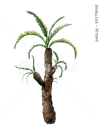 Hand drawn sago palm tree watercolor illustration isolated on a white. Ancient tropical plant from dinosaur era Hand drawn sago palm tree watercolor illustration isolated on a white. Ancient tropical plant from dinosaur era 98379698