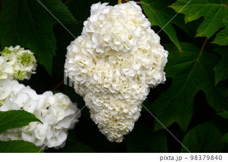 房になった紫陽花の白い花 房になった紫陽花の白い花 98379840