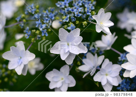 薄紫の額アジサイの花のアップ-1 98379848