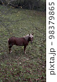 Red horse in the Carpathian Mountain, Ukraine 98379865