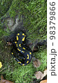A yellow-green lizard in the Carpathian Mountain, Ukraine 98379866