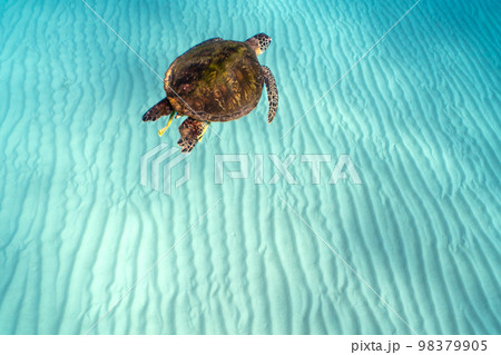 ウミガメ 98379905
