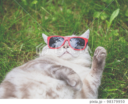 Siamese cat in sunglasses lies on its back on the grass in the summer garden 98379950