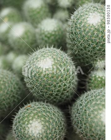 トゲの細かいサボテンの写真素材 [98380138] - PIXTA
