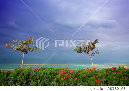 Two trees on the beach. Seascape with trees, sea, and dramatic sky. Dead sea, Israel 98380163