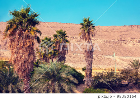 Palm trees. Oasis in the desert. Nature landscape. Ein Gedi, Israel 98380164