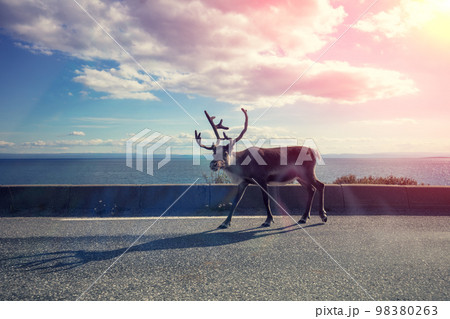 Wild Deer walking on the road. View from car window 98380263