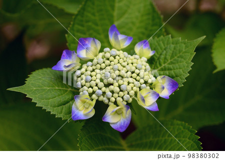 紫の班入り額アジサイの花 紫の班入り額アジサイの花 98380302