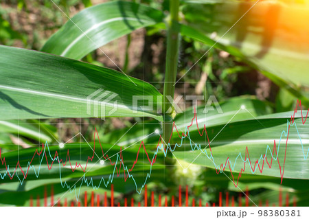 Corn growing chart, on a green background. Agriculture, growth, ecology. The concept of business growth, development and success. Corn growing chart, on a green background. Agriculture, growth, ecology. The concept of business growth, development and success. 98380381