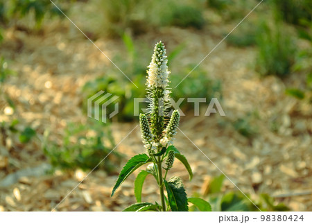 Veronica longifolia plant with white flowers and green leaves close-up against the background of green grass patches in bokeh 98380424