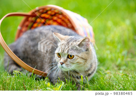 Cute cat sits in a basket on the grass in summer Cute cat sits in a basket on the grass in summer 98380465