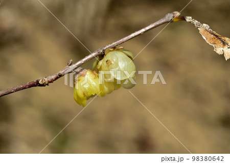 ロウバイの花 ロウバイの花 98380642