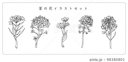 菜の花の線画イラストセットのイラスト素材 [98380801] - PIXTA