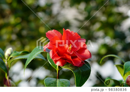 ツバキ科　紅月 98380836