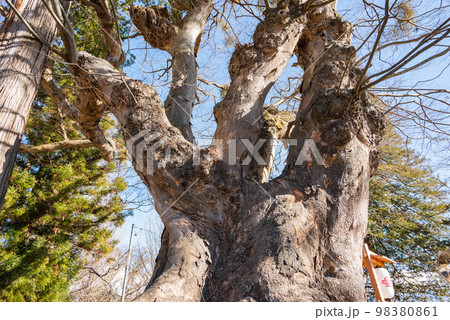 御室社のケヤキ【諏訪大社上社前宮】 98380861