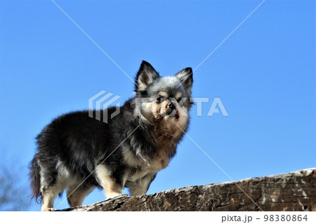 青空のドックランで楽しく遊びながら枕木の上で可愛く見つめるチワワの女の子むーちゃん♡ 98380864