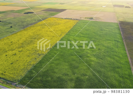 Corn and sunflower cultivation, Buenos Aires Province, Argentina. Corn and sunflower cultivation, Buenos Aires Province, Argentina. 98381130