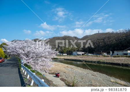 岡山県の桜の名所・井原堤　大正橋から桜橋に向かう 98381870