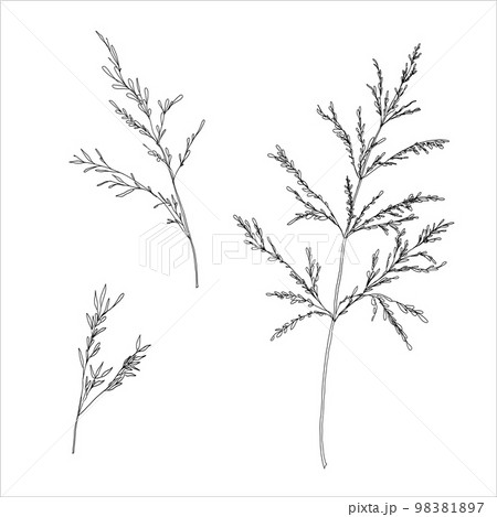 Hand drawn sketchy illustration of Bluegrass, field grass. Black and white drawing. 98381897