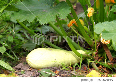 Zucchini or courgette plants grow, vegetables lying on ground, detail of fresh growing plant with stem and green leaves, rain drops on vegetables in rainy day, nobody, horizontal 98382045