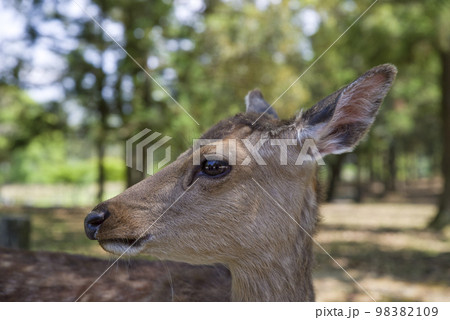 奈良公園の鹿です。奈良公園にいる鹿は天然記念物です。 98382109