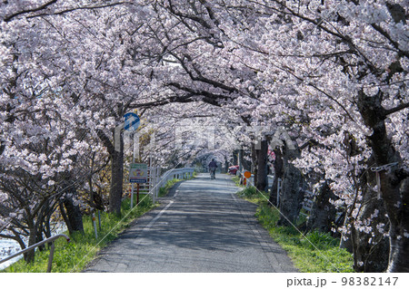 岡山県の桜の名所・井原堤　二キロ続く桜のトンネル 98382147