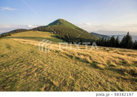 Wide panorama of grassy valley, dense evergreen pine forest and mountains landscape on bright summer day under blue sky. Beauty of nature, tourism, traveling and environment preservation concept. Wide panorama of grassy valley, dense evergreen pine forest and mountains landscape on bright summer day under blue sky. Beauty of nature, tourism, traveling and environment preservation concept. 98382197