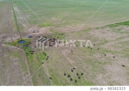 Cows in the coutryside, aerial view,La Pampa, Argentina. Cows in the coutryside, aerial view,La Pampa, Argentina. 98382325