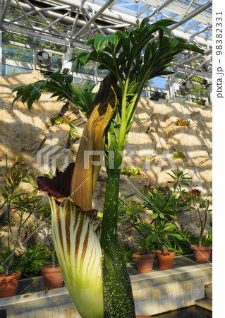 これで1つの花という　熱帯植物12月ショクダイオオコンニャク04世界最大級の花 98382331