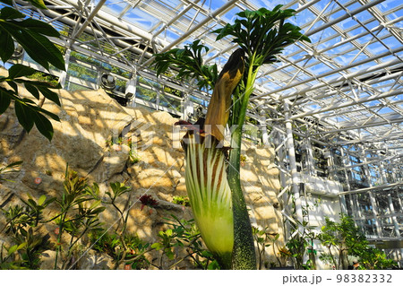 これで1つの花という　熱帯植物12月ショクダイオオコンニャク06世界最大級の花 98382332