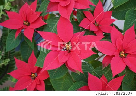 クリスマスに相応しい赤い花　熱帯植物12月ポインセチア22神代植物公園 98382337