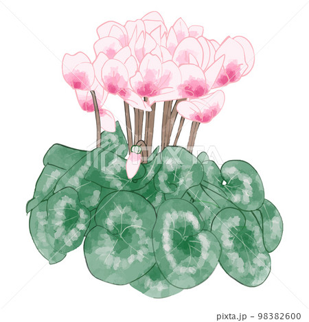 かわいいシクラメンの花の水彩イラスト素材のイラスト素材
