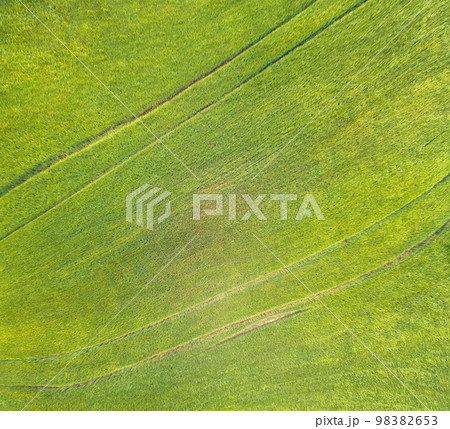 Green wheat background. Nature background. Green grass texture 98382653