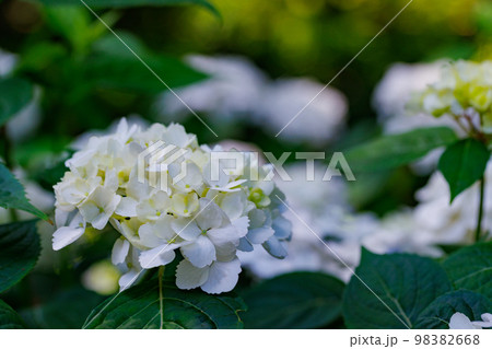 梅雨に咲きほこる万葉の花 アジサイ 梅雨に咲きほこる万葉の花 アジサイ 98382668