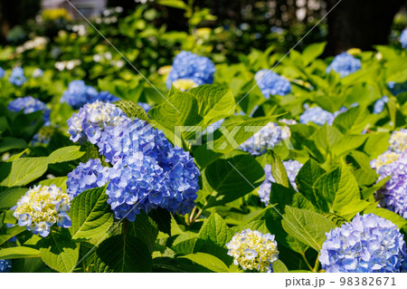梅雨に咲きほこる万葉の花　アジサイ 98382671