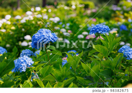 梅雨に咲きほこる万葉の花　アジサイ 98382675