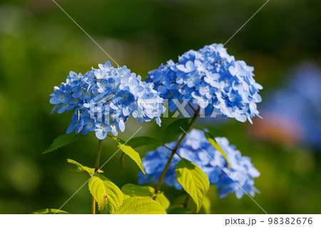 梅雨に咲きほこる万葉の花　アジサイ 98382676