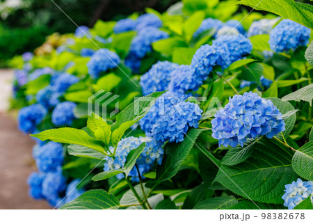 梅雨に咲きほこる万葉の花　アジサイ 98382678