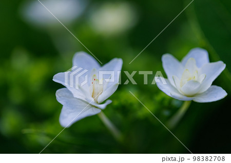 梅雨に咲きほこる万葉の花　アジサイ 98382708
