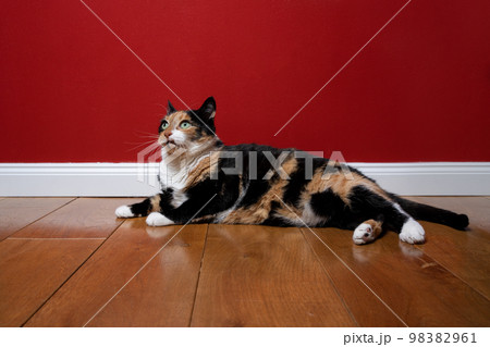 cat lying on wooden floor with red wall and copy space 98382961