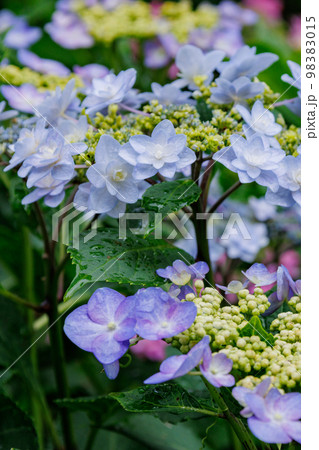 梅雨に咲きほこる万葉の花　アジサイ 98383015