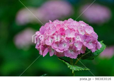 梅雨に咲きほこる万葉の花　アジサイ 98383016