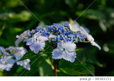 梅雨に咲きほこる万葉の花 アジサイ 梅雨に咲きほこる万葉の花 アジサイ 98383151