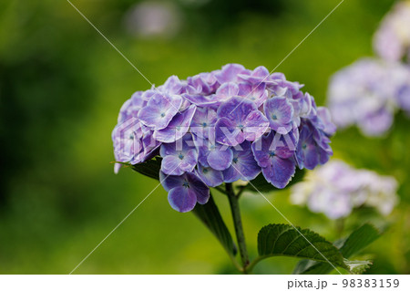梅雨に咲きほこる万葉の花　アジサイ 98383159