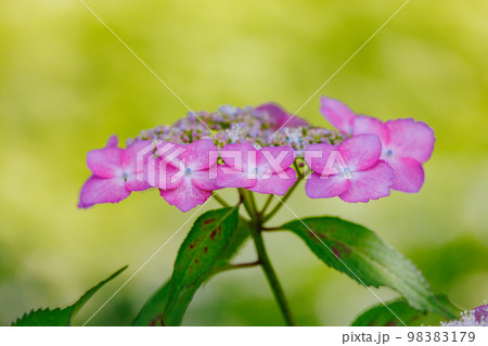 梅雨に咲きほこる万葉の花 アジサイ 梅雨に咲きほこる万葉の花 アジサイ 98383179