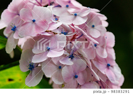 梅雨に咲きほこる万葉の花　アジサイ 98383291